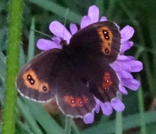 Erebia aethiops